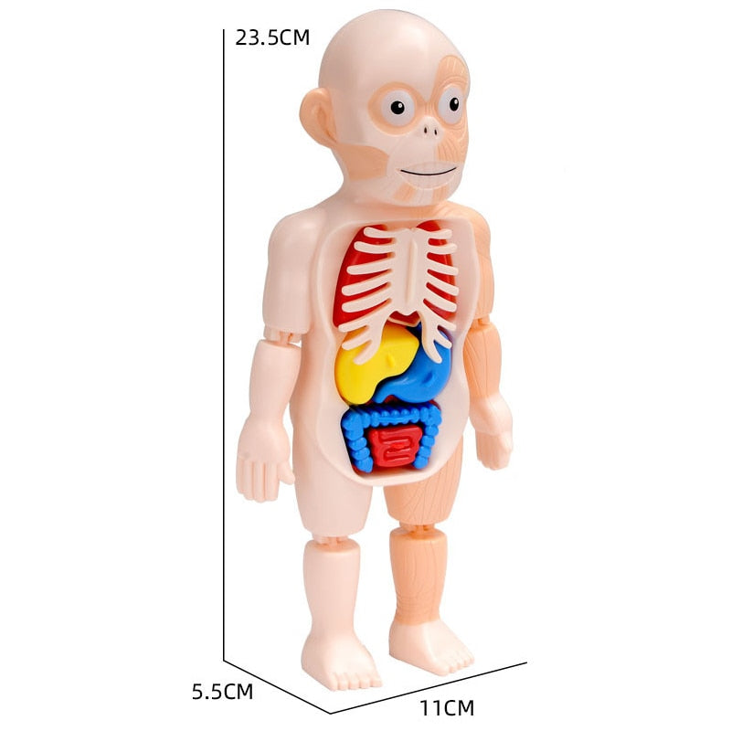 Griezelig Leuk: Kinder Anatomie Set | Educatief en Interactief Speelgoed